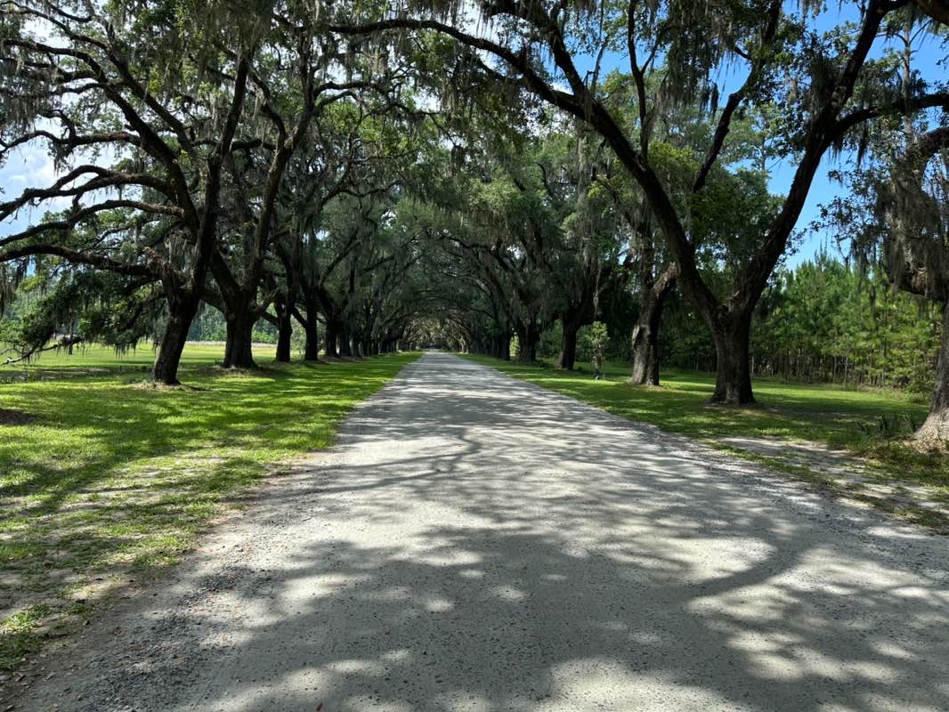 walking near me in Wormsloe State Historic Site in summer
