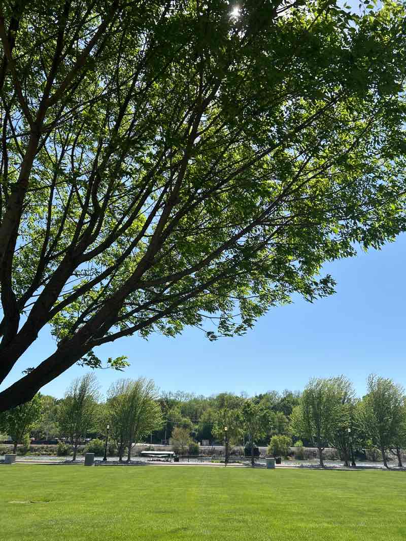 walking near me in Festival Park in spring