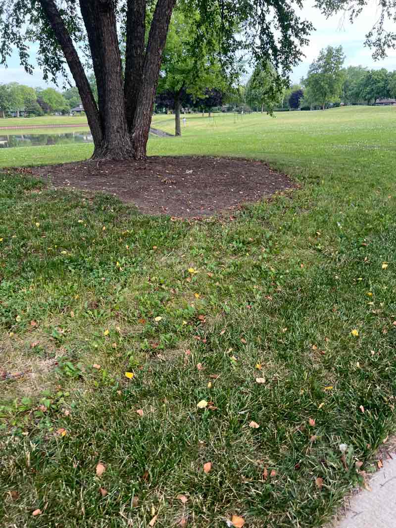 walking near me in Derda Park in summer