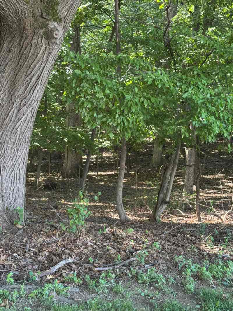 walking near me in Dogwood Park in summer