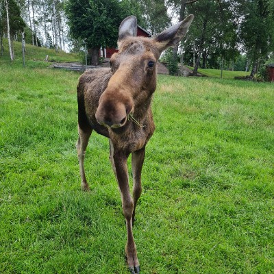 Lauffreunde Steffen post image