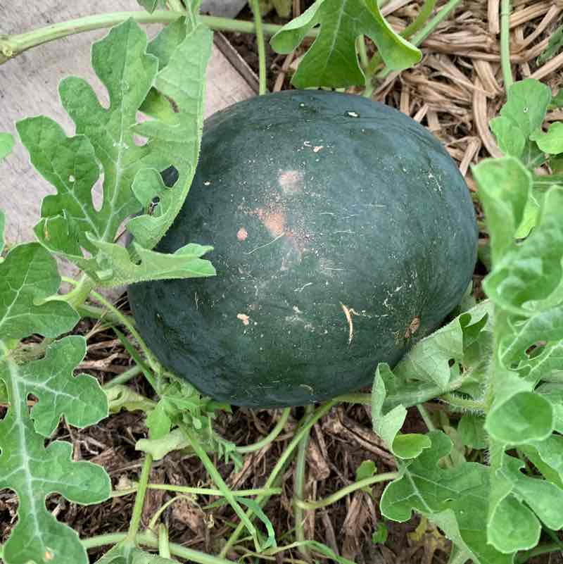 Nikita Pisarev 4eb post 2