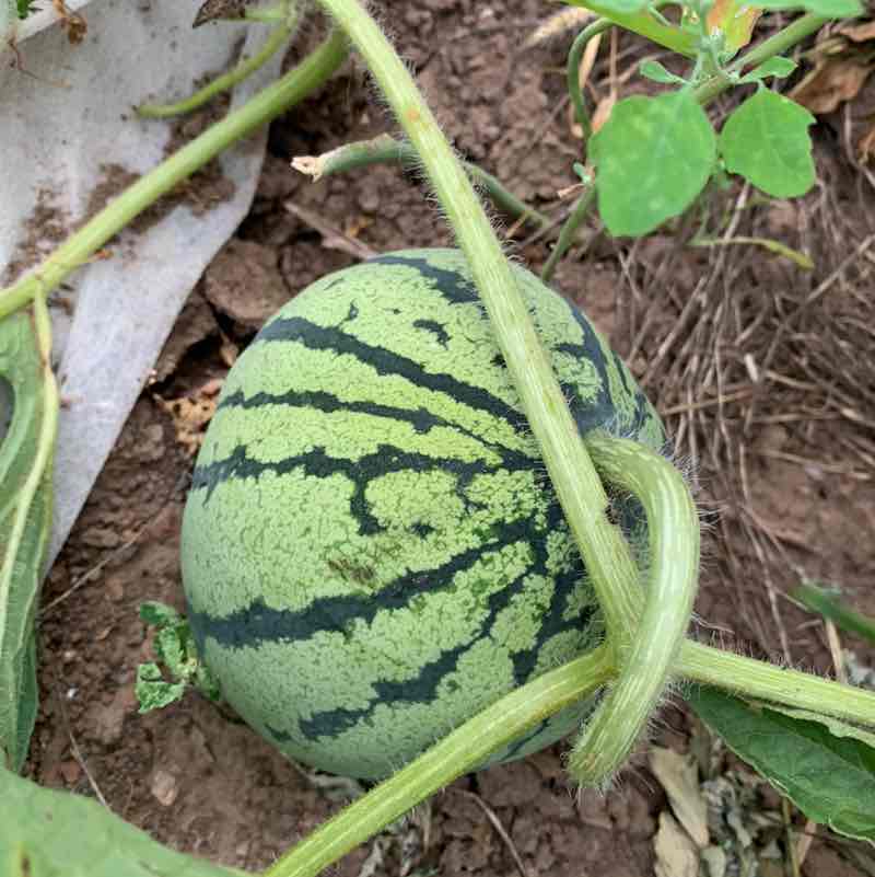 Nikita Pisarev 4eb post 1