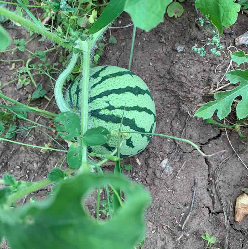 Nikita Pisarev 4eb post 3