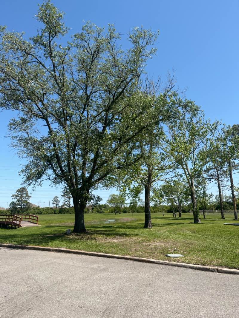 walking near me in Elva Lobit Park in spring