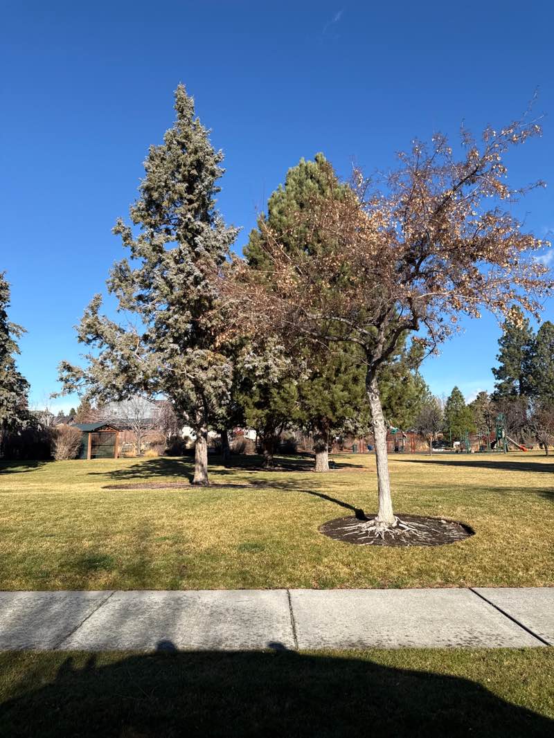 walking near me in Harvest Park in winter