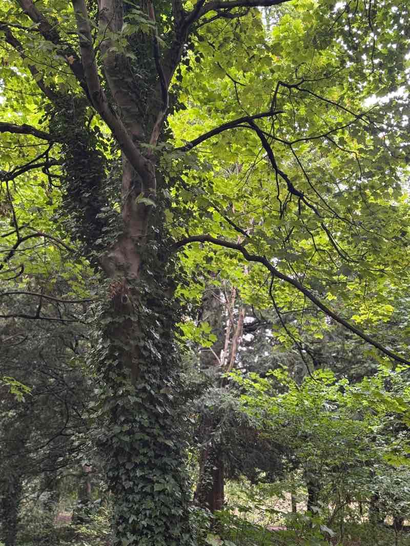 walking near me in Houghton Hall Park in autumn
