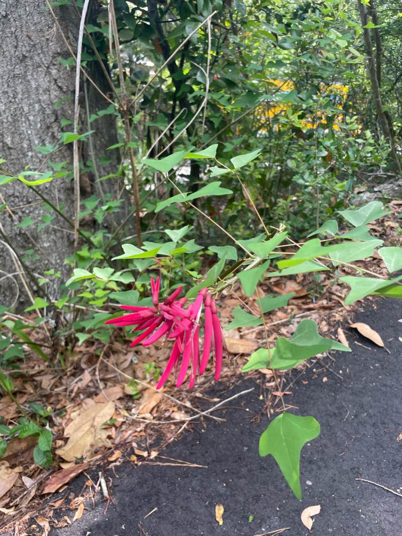 walking near me in Night Heron Park in winter