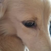 泉 profile