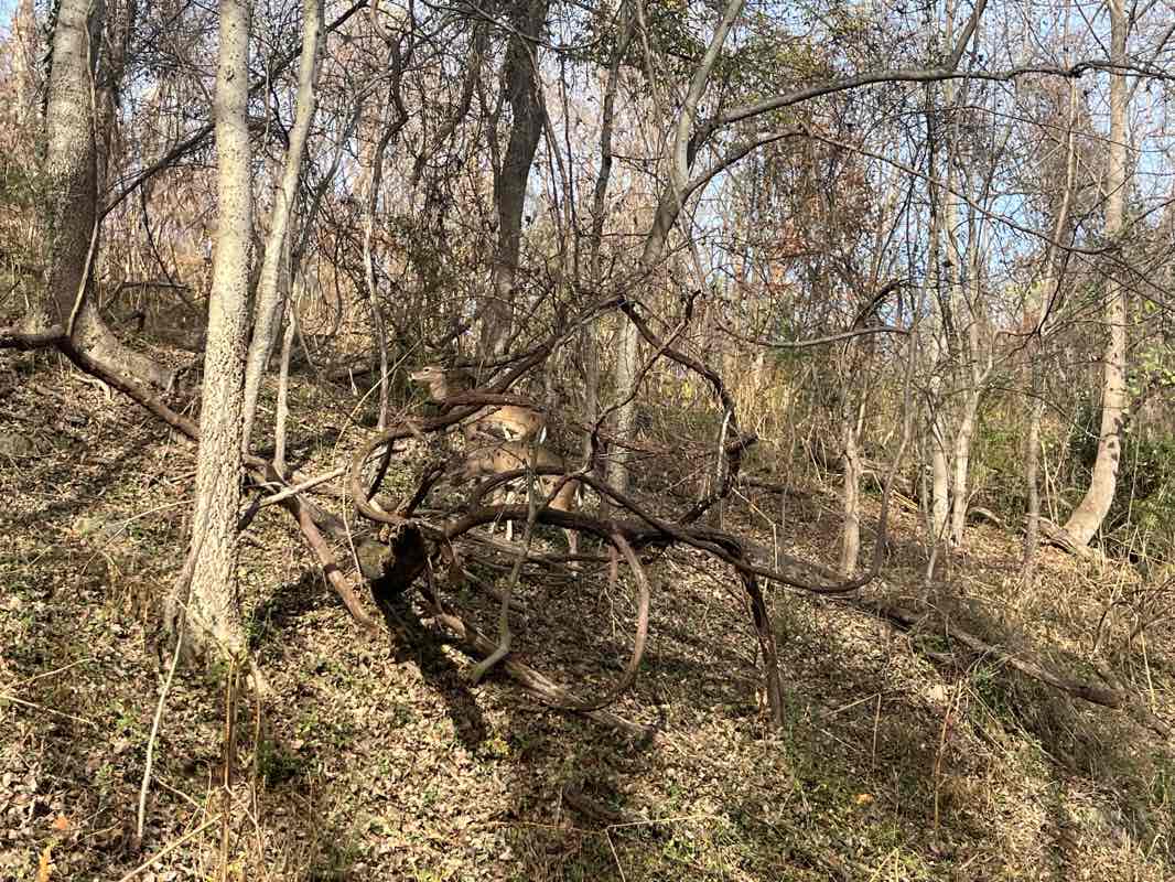walking near me in Forest Hill Park in winter