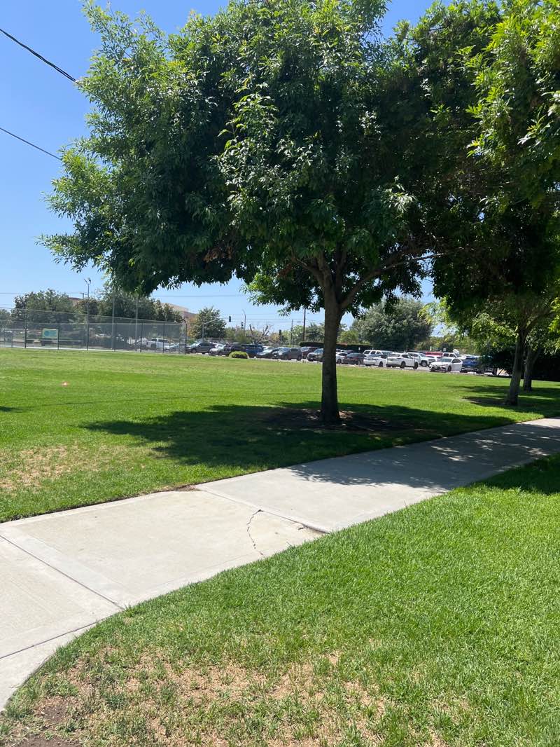 walking near me in A D Shamel Park in spring