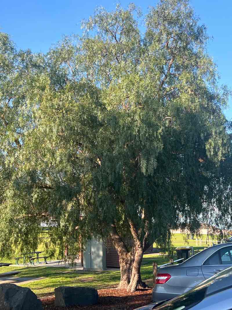 walking near me in Rippleside Park in spring