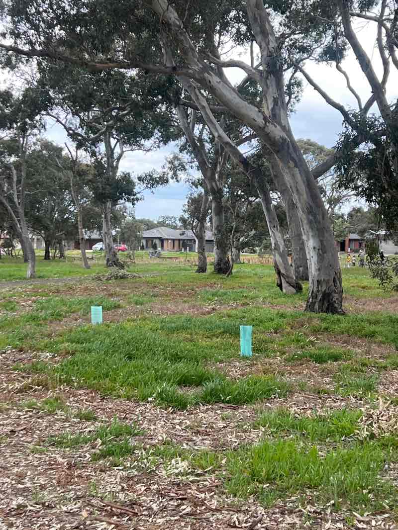 walking near me in Warralily Reserve in spring
