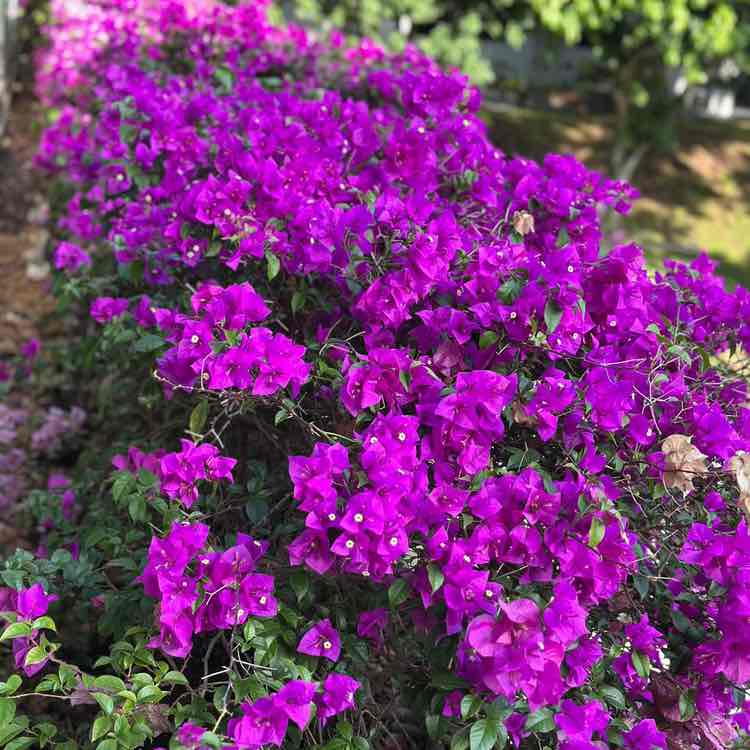 Mohali Masters 🌹🌹Hjh Fezailah Chang Abdullah 郑 post image