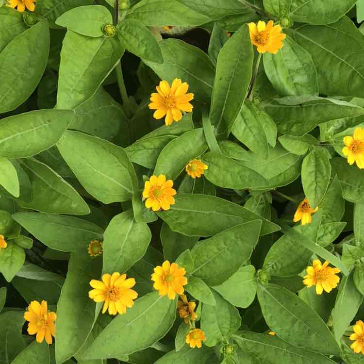 Mohali Masters 🌹🌹Hjh Fezailah Chang Abdullah 郑 post image