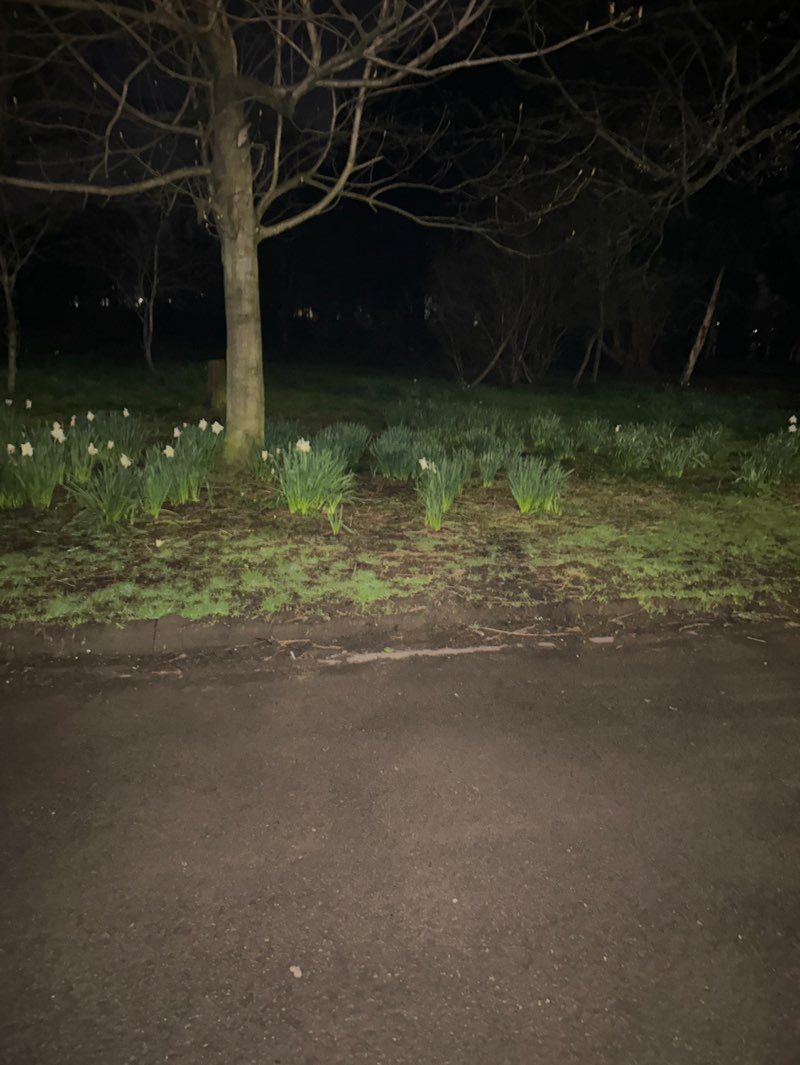 walking near me in Musgrave Park in spring