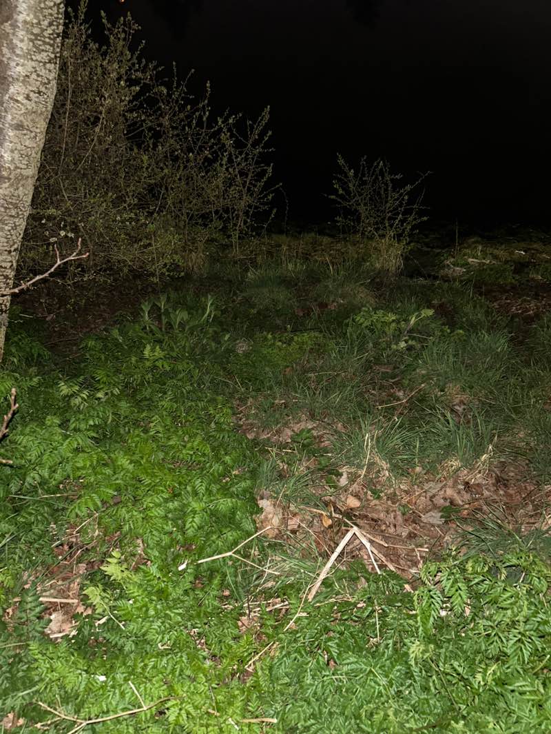 walking near me in Ormeau Park in spring