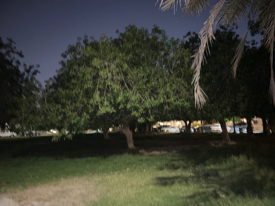 walking near me in Alkazemi Park in summer