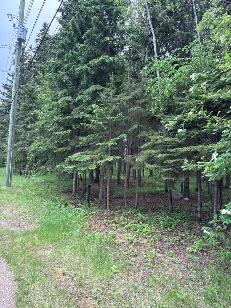 walking near me in Eugene Dery Park in summer
