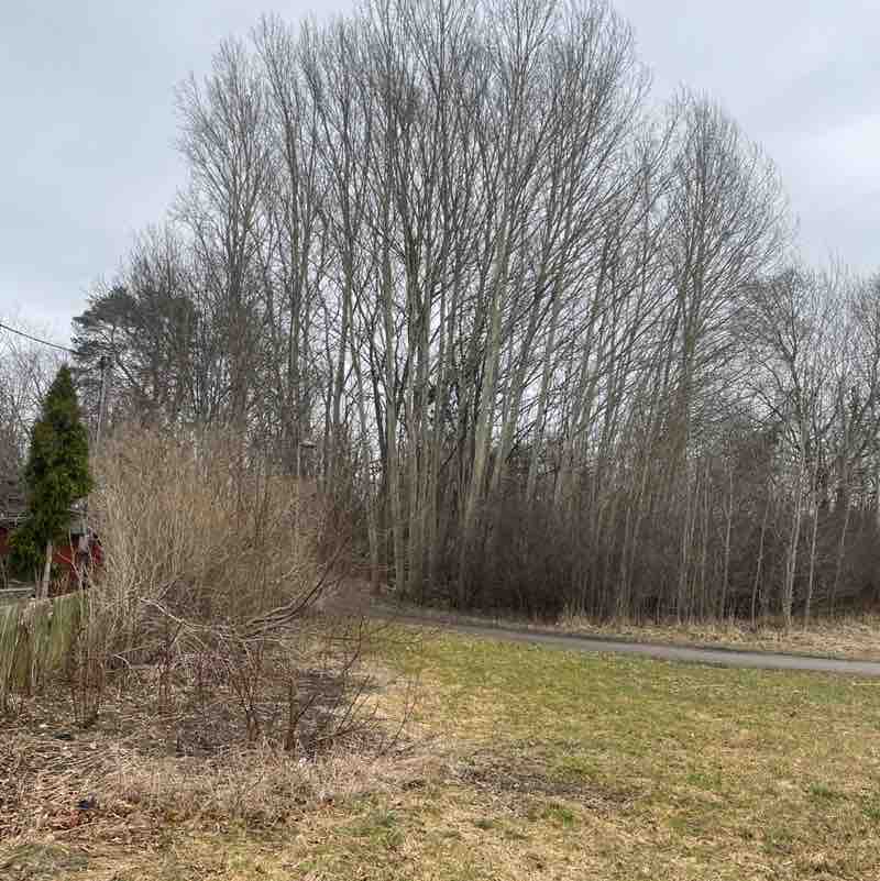 susansch 🇸🇪 post 1