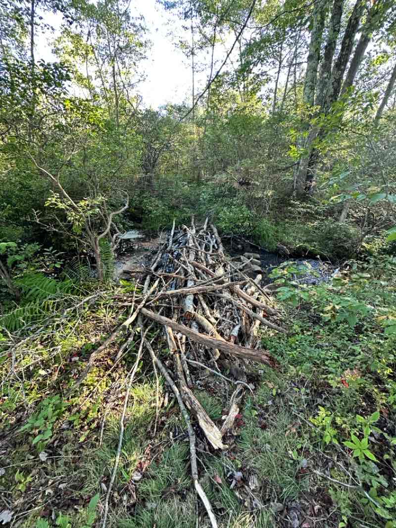 walking near me in Gouldsboro State Park in winter