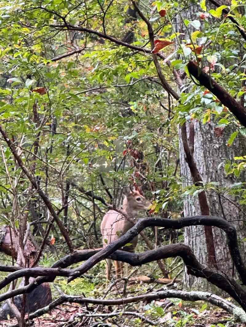 walking near me in Tobyhanna State Park in winter