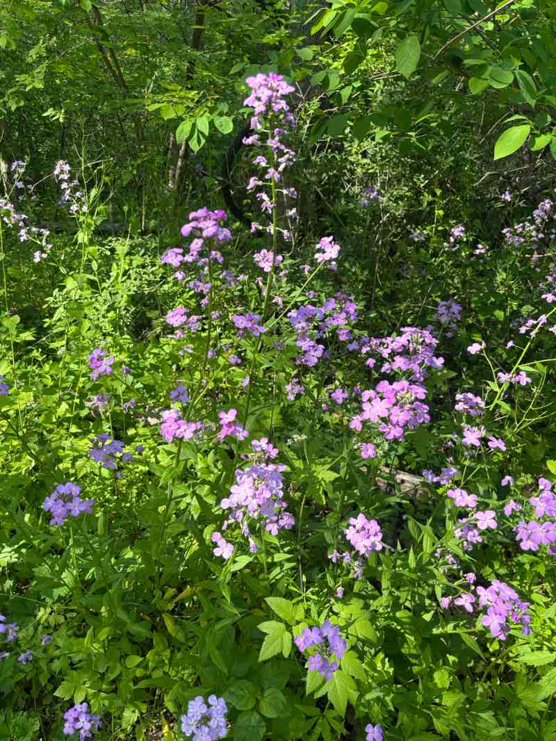 walking near me in Jacobsburg Environmental Education Center in summer