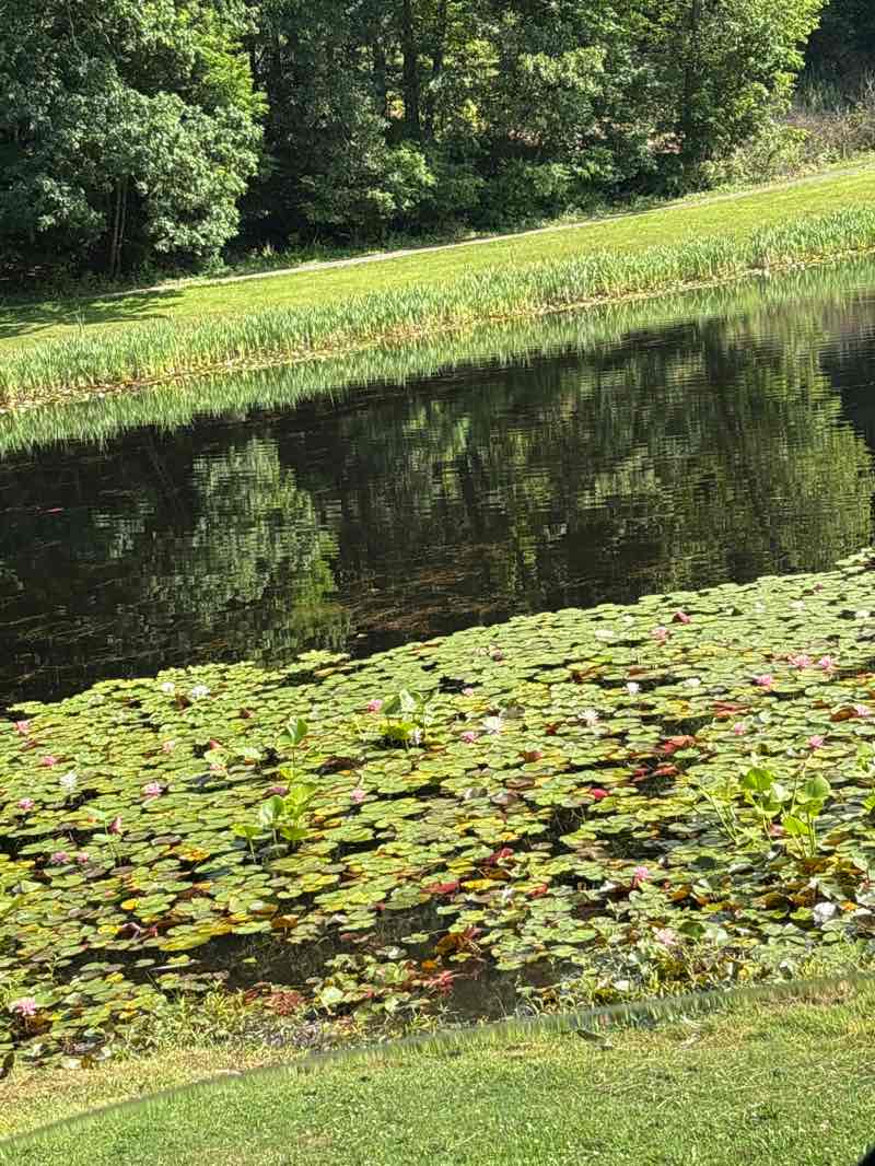 walking near me in Gregory's Pond Natural Area in summer