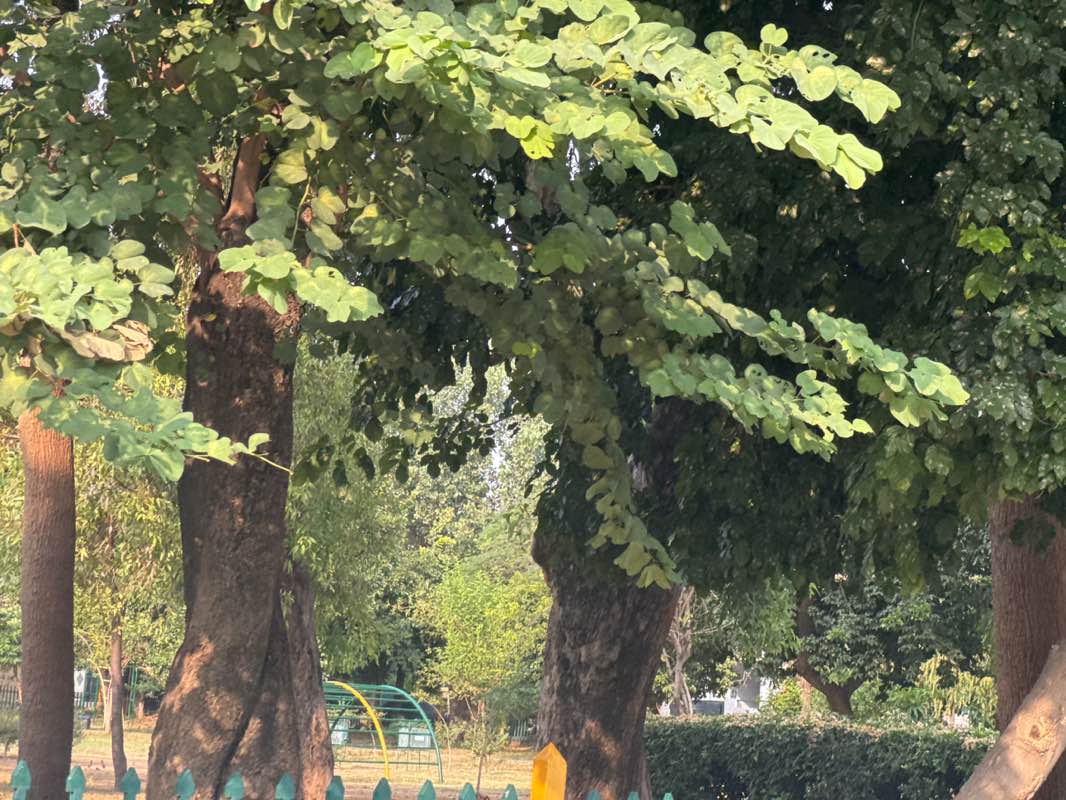 walking near me in Children Park in autumn