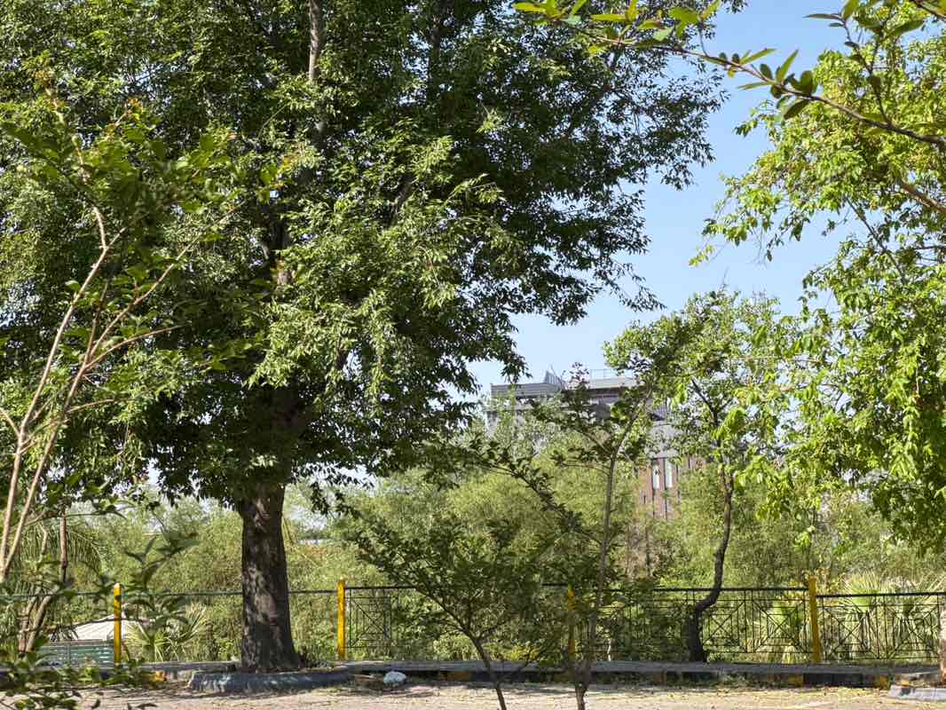 walking near me in F-7 Markaz Park in spring