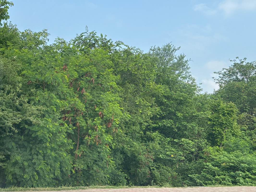 walking near me in Deer Enclosure in summer
