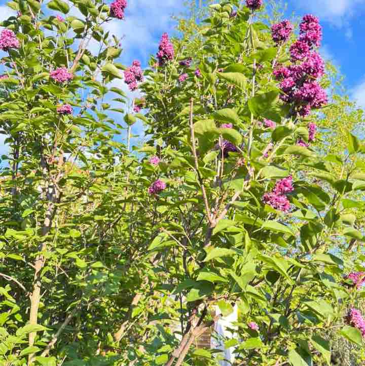 CARPE DIEM Régina post image