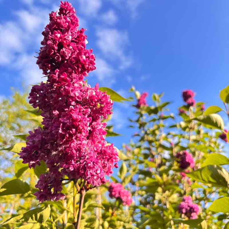 CARPE DIEM Régina post image