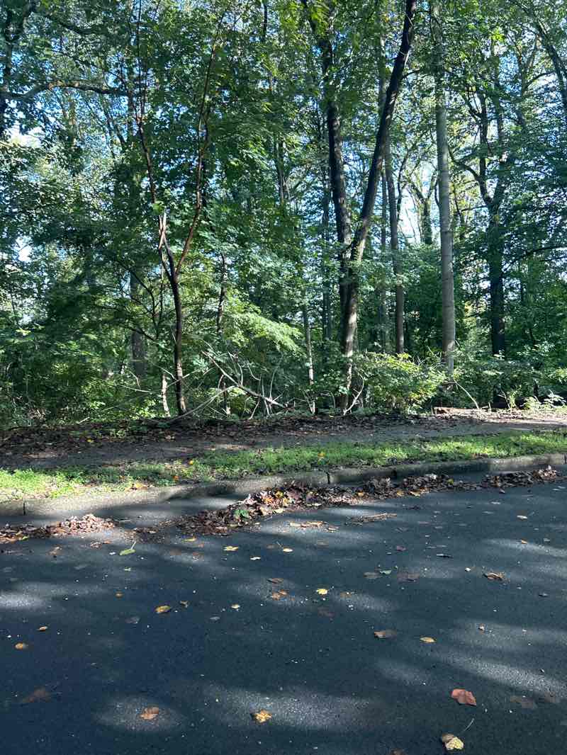 walking near me in Graystones Woods in autumn