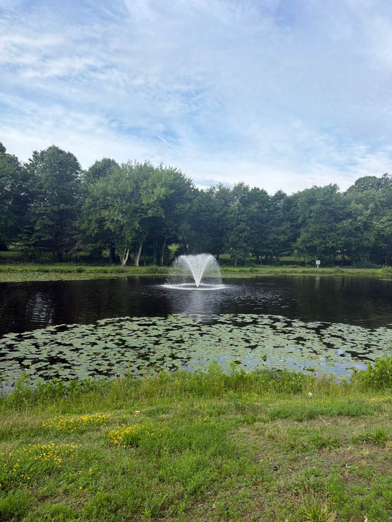 walking near me in Baumer Pond Park in summer