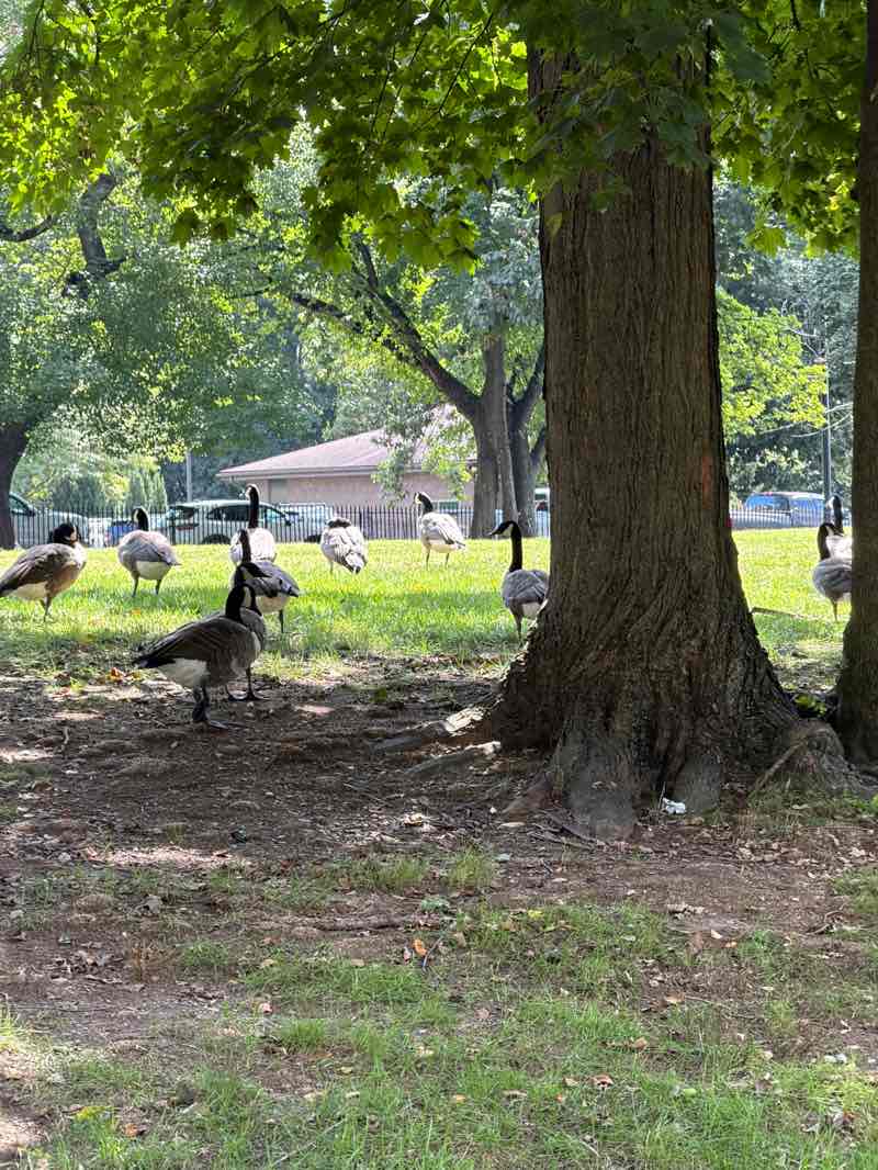 walking near me in Tuttle House in summer