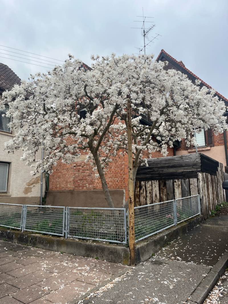 walking near me in Schlossgarten in spring