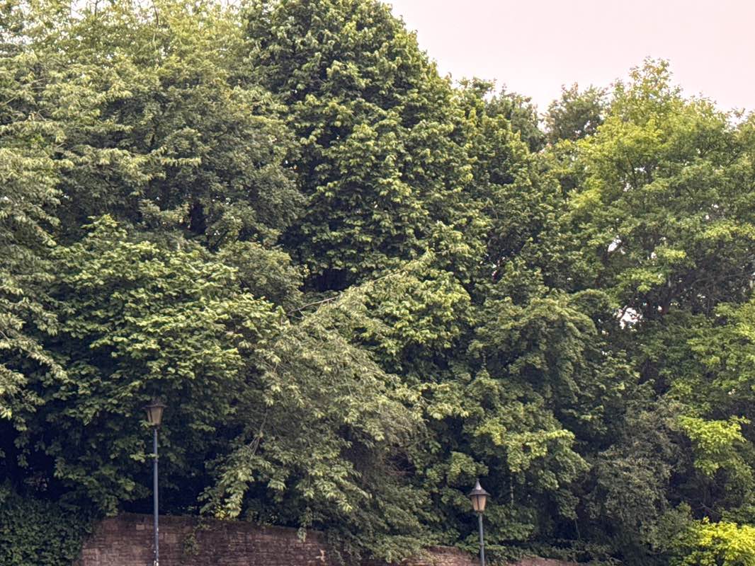 walking near me in Castle Park in summer