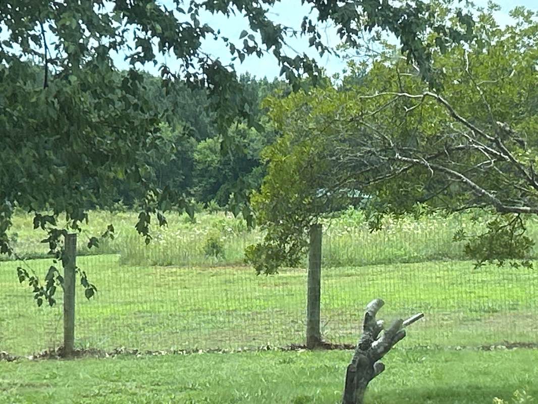 walking near me in Wiggley Field Dog Park in summer
