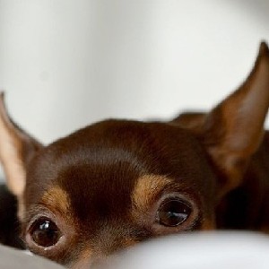 Yeyo-(⁠◍⁠•⁠ᴗ⁠•⁠◍⁠)⁠❤-Myrna♥