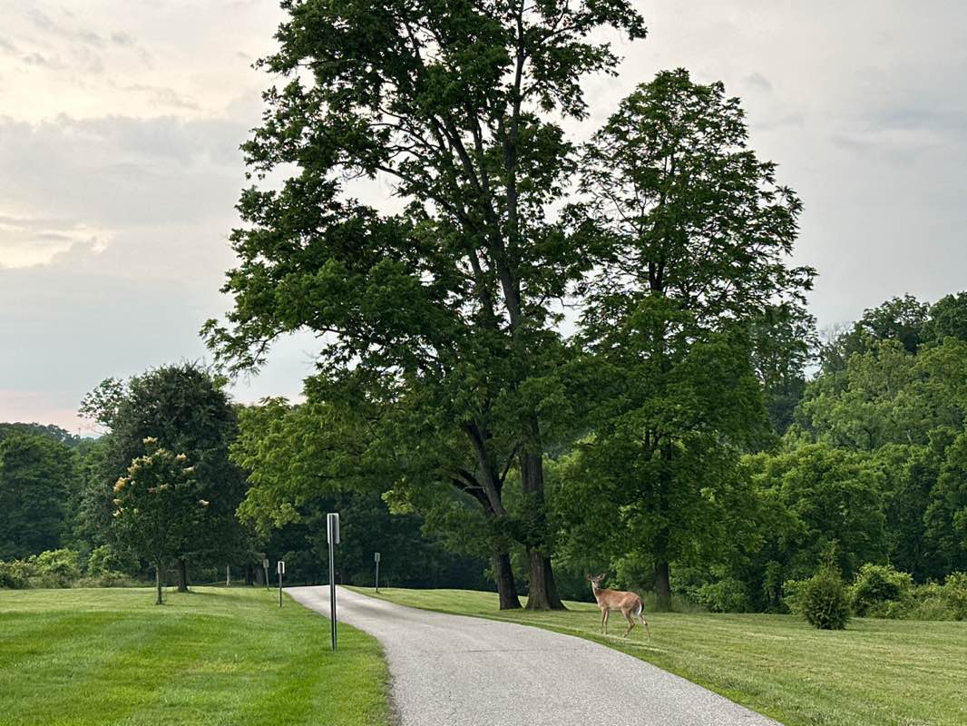 walking near me in French Park in summer