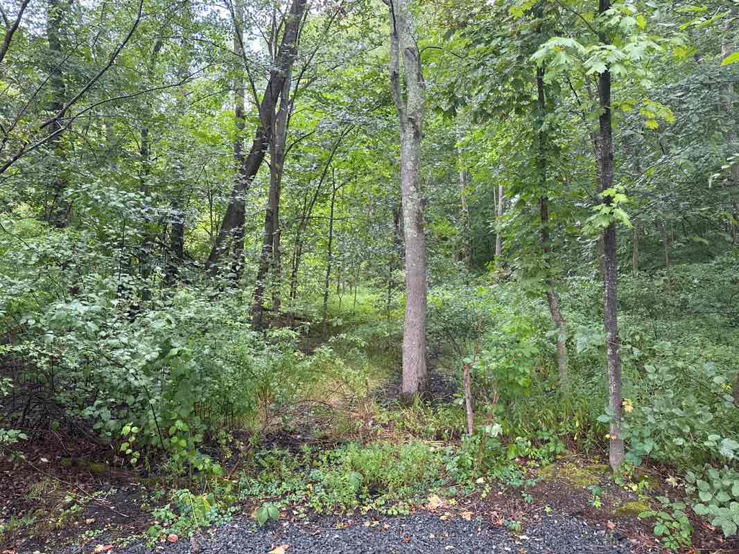 walking near me in Elm Street Green Area in autumn
