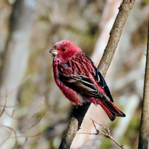 孫六 📷🐦 🦜