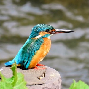 孫六 📷🐦 🦜