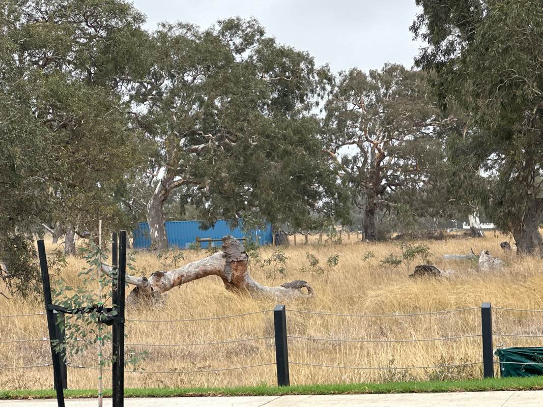 walking near me in Future Conservation Area 31 - Craigieburn Road (East), Wollert in autumn