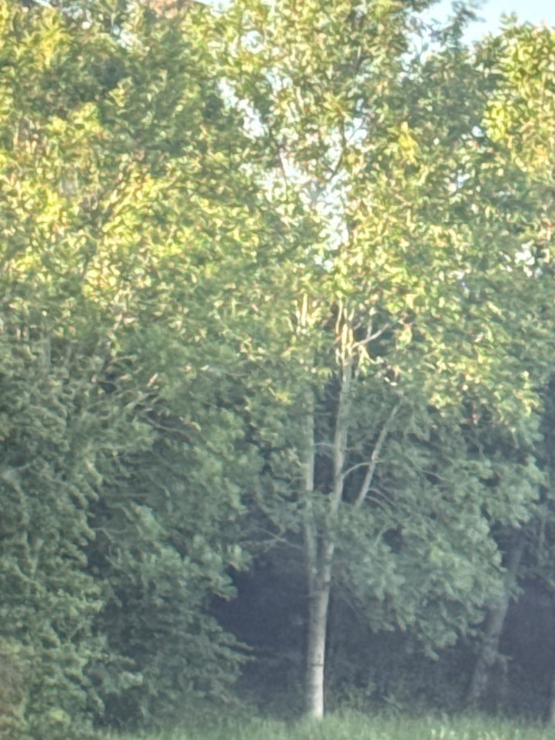 walking near me in Poplar Park in summer