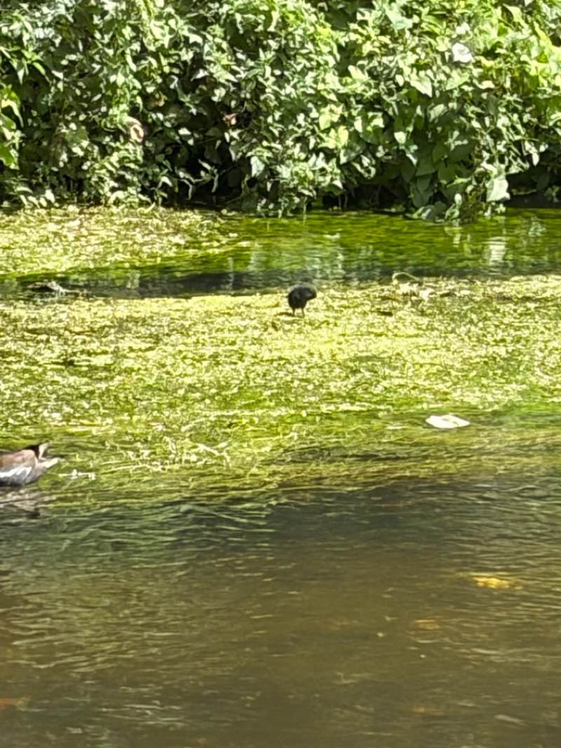 walking near me in Ravensbury Park in summer