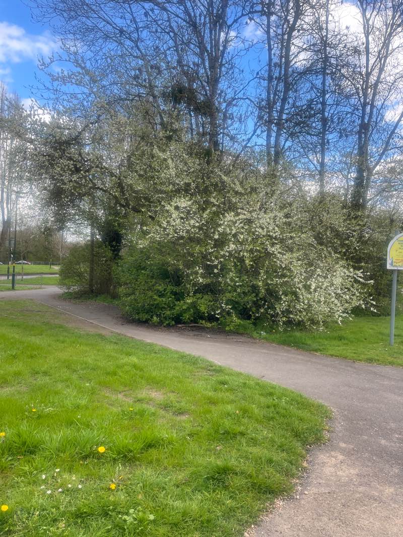 walking near me in Chinn Brook Meadows in spring