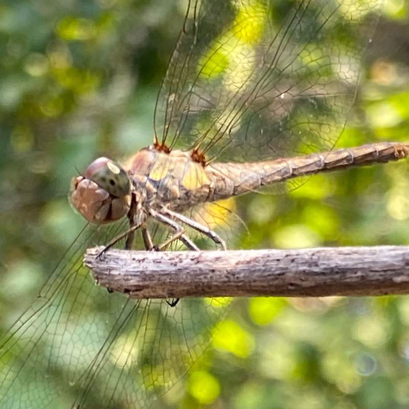 The Pacer League christian post image