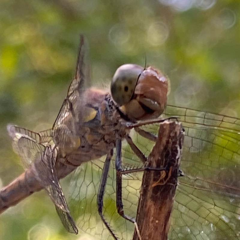 The Pacer League christian post image